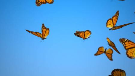 Mariposas en el estómago